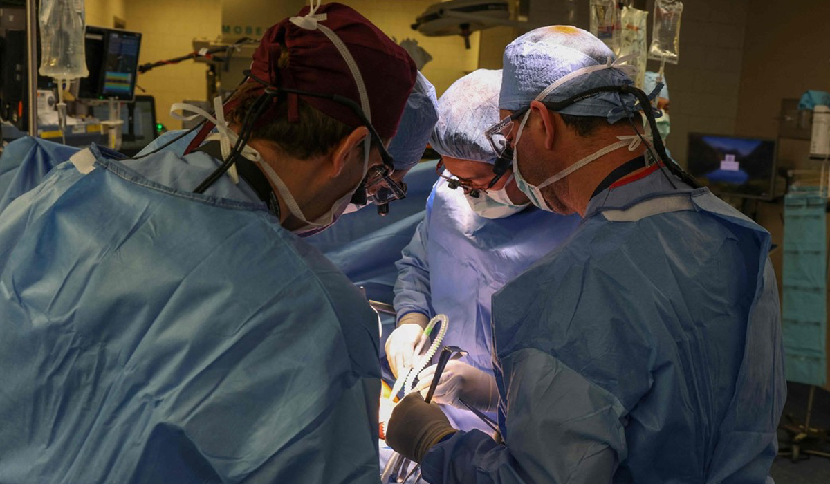 Hito en la medicina: en Estados Unidos hicieron un inédito trasplante de riñón de cerdo a un humano